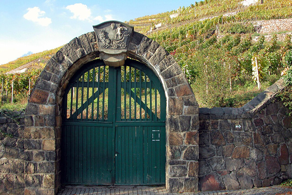 Weinberg bei Radebeul